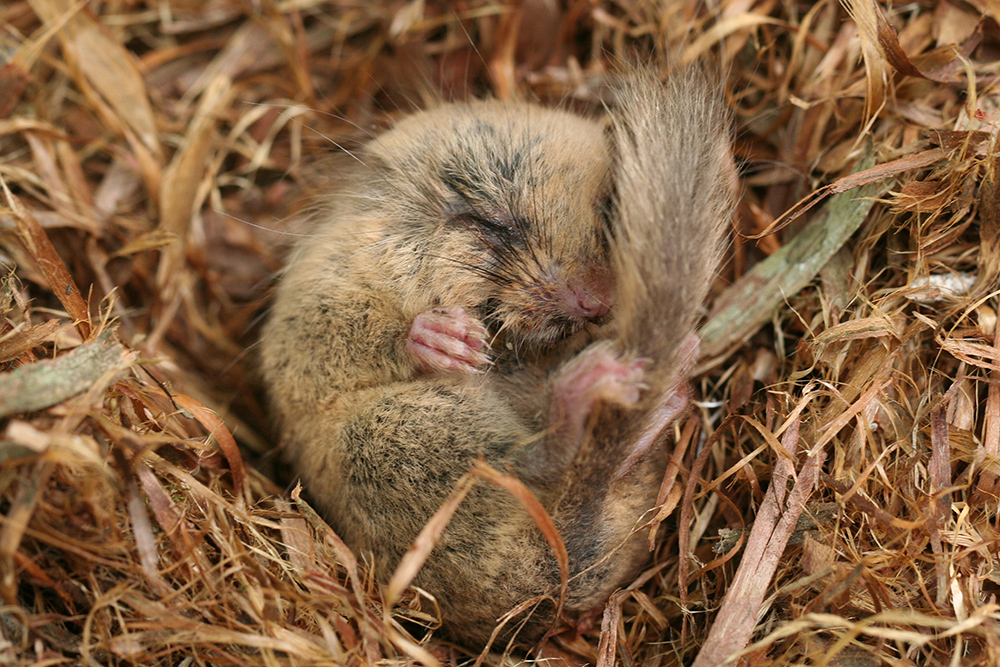 藁の上でヤマネが丸くなって眠っている写真