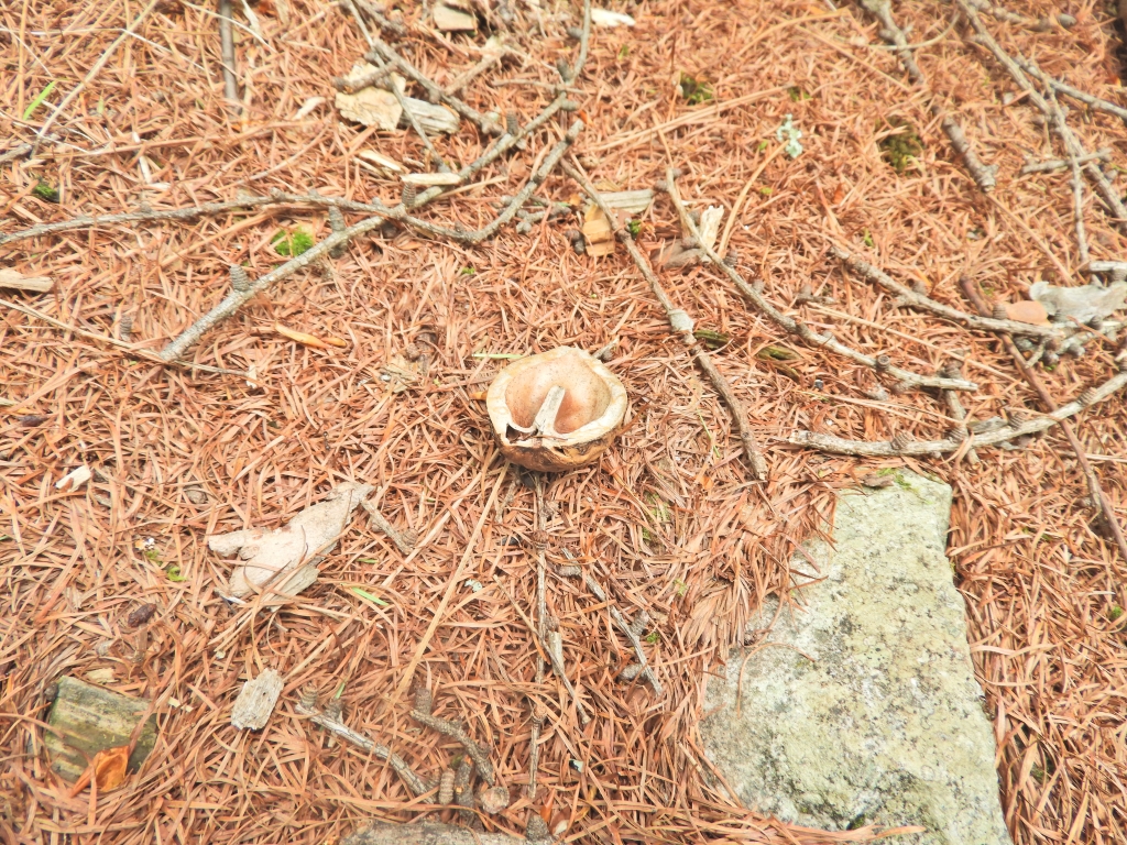 半分にぱかっと割れたクルミ。誰のせい?